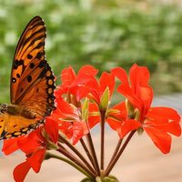 5 plantas que no necesitás cuidar demasiado y son perfectas para atraer mariposas a tu jardín