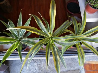 La planta de interior que atrae la felicidad, purifica el ambiente y es perfecta para principiantes