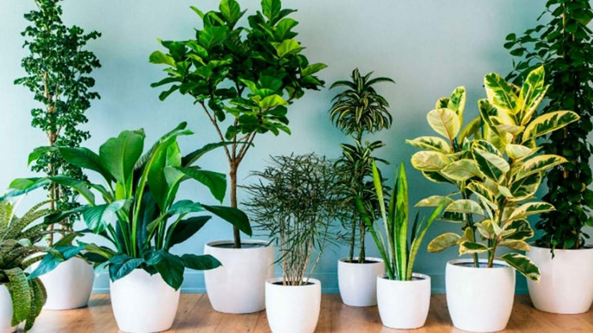 Plantas. Fuente: (X)