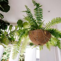 5 plantas colgantes que potencian los espacios más chicos del hogar