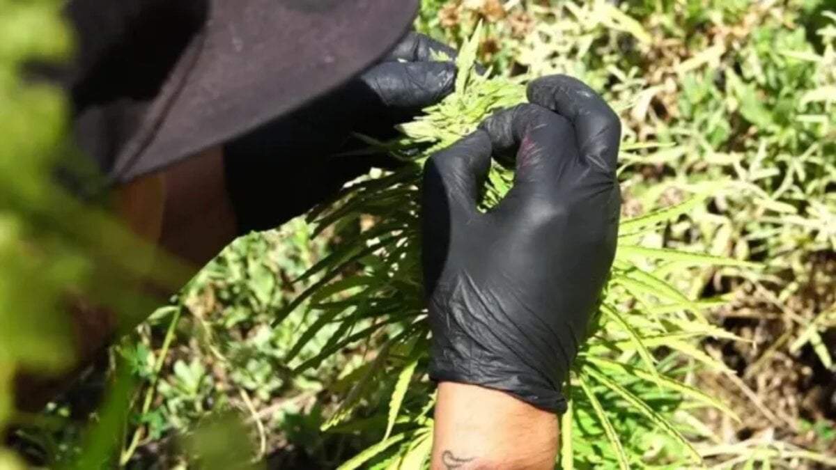 La incubadora tendrá como objetivo impulsar a emprendedores y emprendimientos del sector cannábico. Fuente: (Fundación GEN)