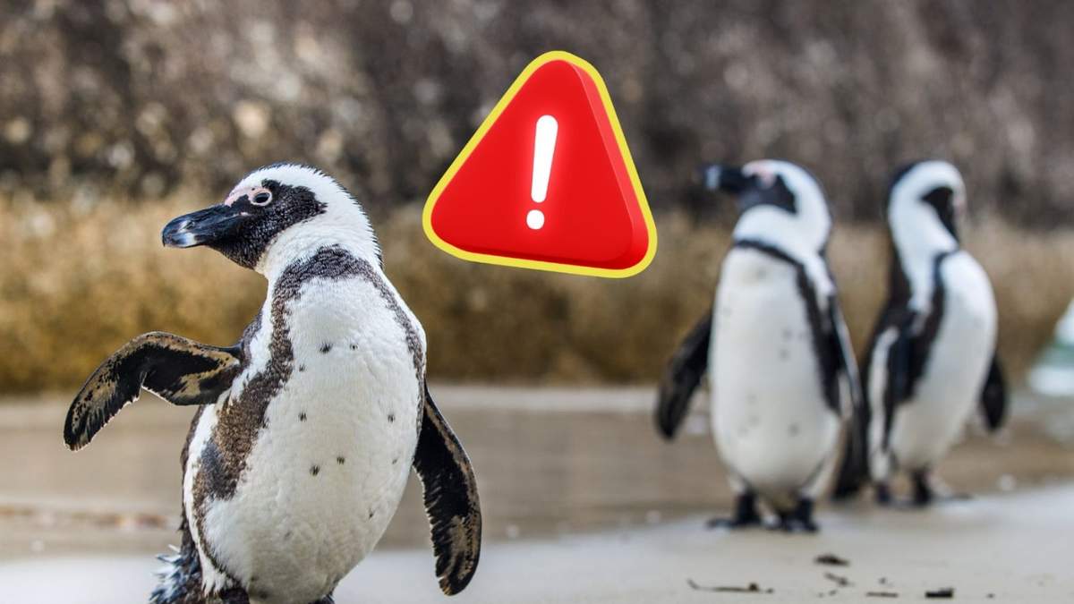 Programas de monitoreo continúan evaluando la supervivencia del pingüino africano en Sudáfrica.