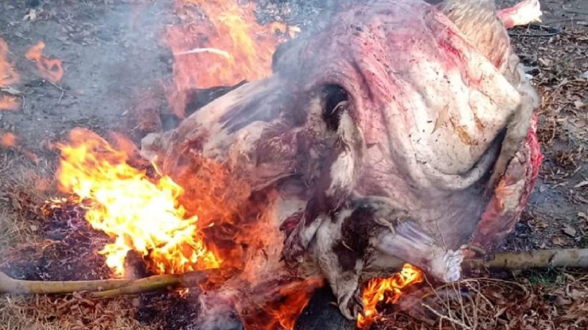 El decomiso fue en Valle Azul y estuvo a cargo de la Policía. Foto: Policía Río Negro.