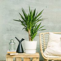 3 plantas altas que necesitan muy pocos cuidados y son perfectas para poner dentro de casa
