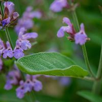 La planta favorita de las abuelas que florece por meses, no exige cuidados y es un imán para los colibríes