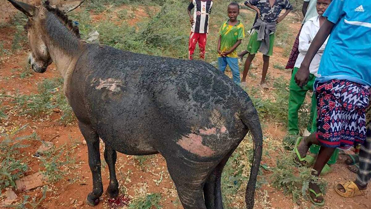 Las heridas que sufrió un burro después de que un dispositivo explosivo improvisado estalló en el condado de Mandera