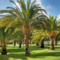 El truco para germinar tus propias palmeras en casa, para decorar tu jardín o venderlas