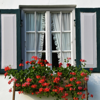 Con las flores más tiernas, la planta que podés colgar en las ventanas o en tu balcón