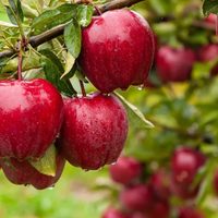 Caída del consumo interno de manzanas y peras genera preocupación en el sector