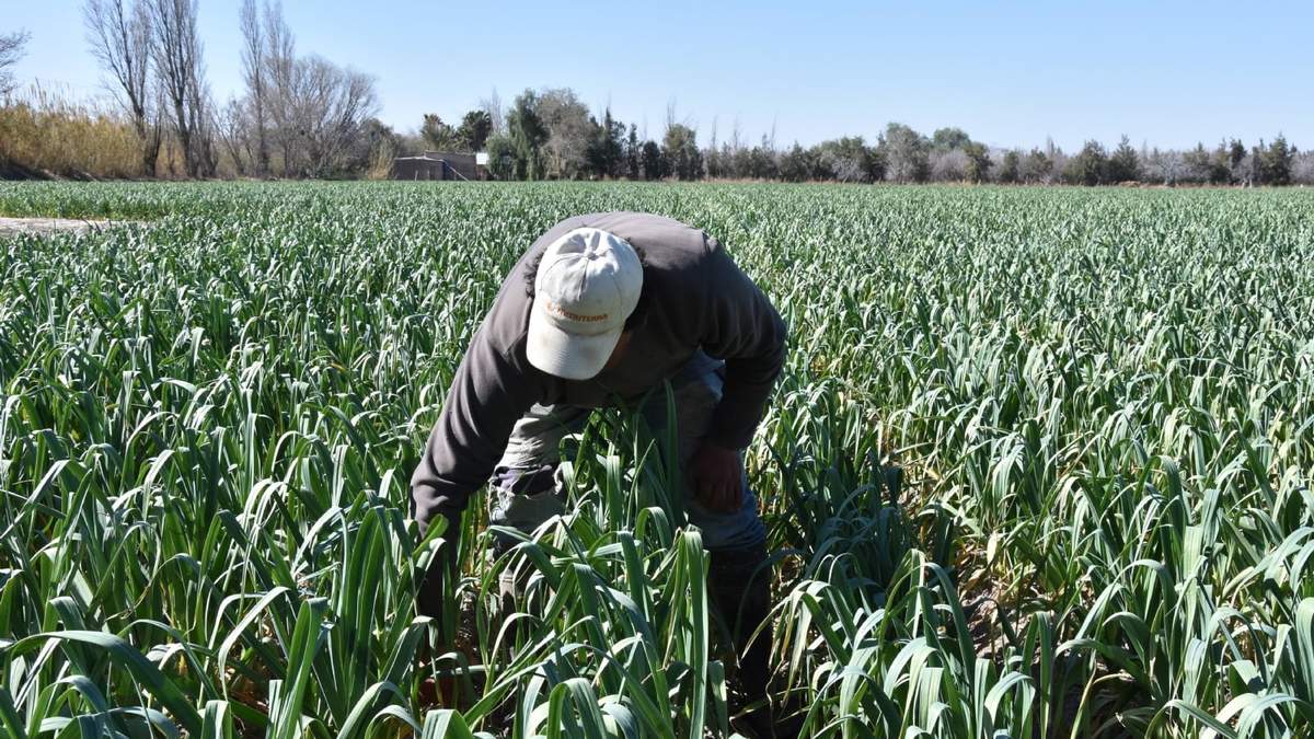 Empleado rural (foto: Twitter).