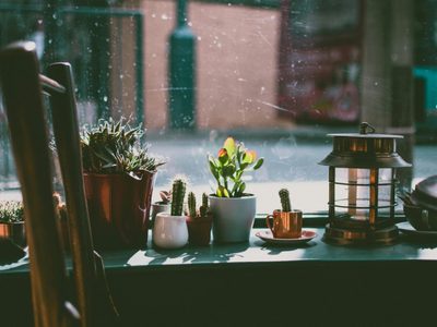 El truco de la abuela para saber cuándo poner al sol tus plantas en invierno y que no se mueran en el intento
