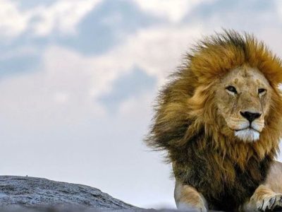 León devora a un hombre que saltó a su recinto para tomarse una selfie