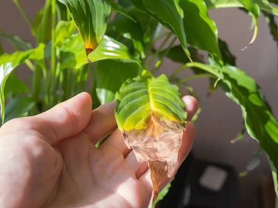 Qué significa que mis plantas tengan las hojas con los bordes marrones y cómo solucionarlo