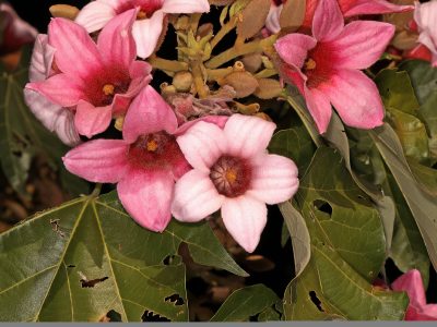Si querés en tu jardín un toque de color, vas a amar estas plantas en un tono rosa re tierno