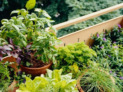 El insecto que muchos confunden como bueno, pero puede arruinar las plantas en invierno