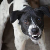 Cutral Co reformula la ordenanza para reducir la presencia de perros callejeros