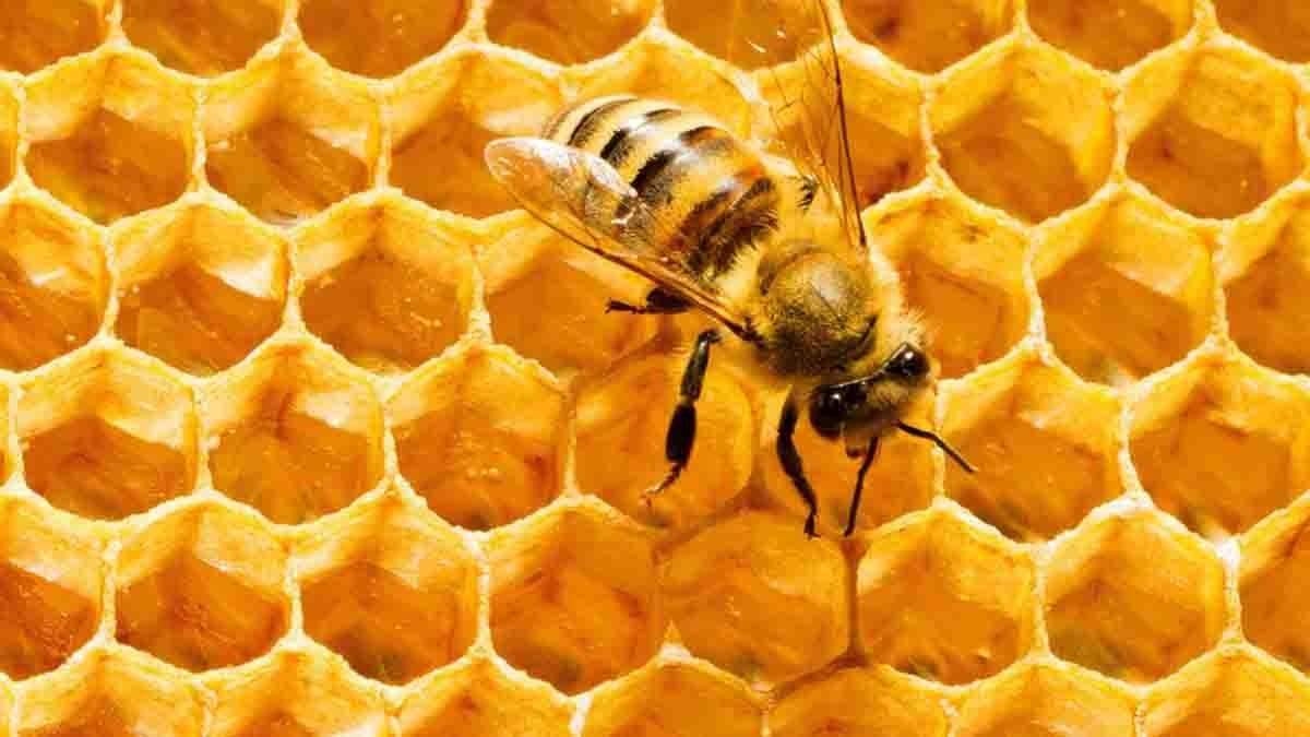 Fomentan cuidar a las abejas para preservar el planeta. Fuente: (Twitter)