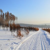 Rusia: sorprendente descubrimiento en una de las regiones más frías del mundo