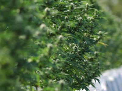 El INTA y Ciencia Sativa inscribieron una nueva variedad de semilla denominada Cannawine
