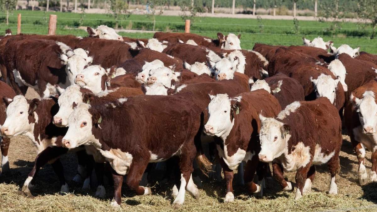 La evaluación del Plan Ganadero Bovino se realizará el sabádo 1 de abril. Fuente: (Ministerio de Producción).