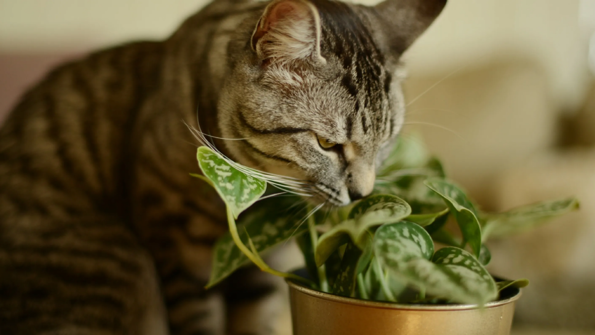 Plantas. Fuente: (Instagram)