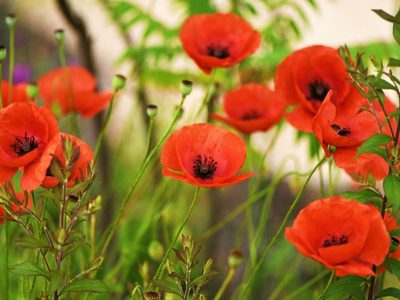 Estas son las plantas que tenés que sembrar en marzo si querés tener un jardín lleno de flores en primavera