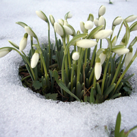 En medio de tanto frío, estas son las plantas perfectas para tu jardín en invierno