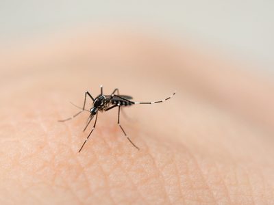 Cruz Roja lanza campaña contra el dengue