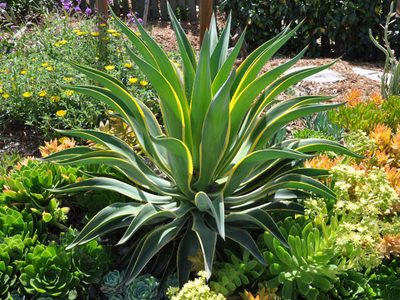 Una joya para tu jardín: la planta que no necesita cuidados y es perfecta para tus canteros o macetas