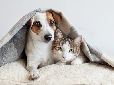 ¿Tu perro o gato es celoso, protector o independiente? El test viral para descubrir su verdadera personalidad