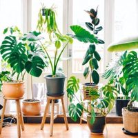 5 plantas que activan la energía del dinero, según el Feng Shui: dónde colocarlas en tu hogar