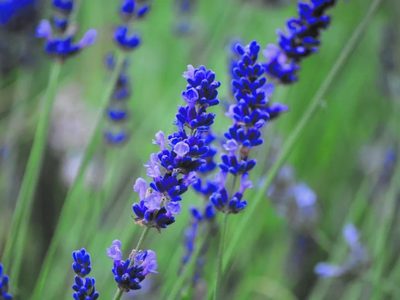 Con 1 planta que tenés en el jardín: el ritual de limpieza para protegerte de mercurio retrógrado