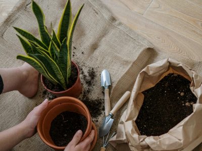 Los cuidados clave para tener una sansevieria saludable