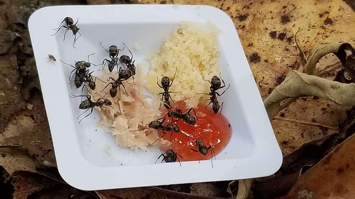 Las hormigas son animales ectotermos, cuya temperatura corporal depende del entorno