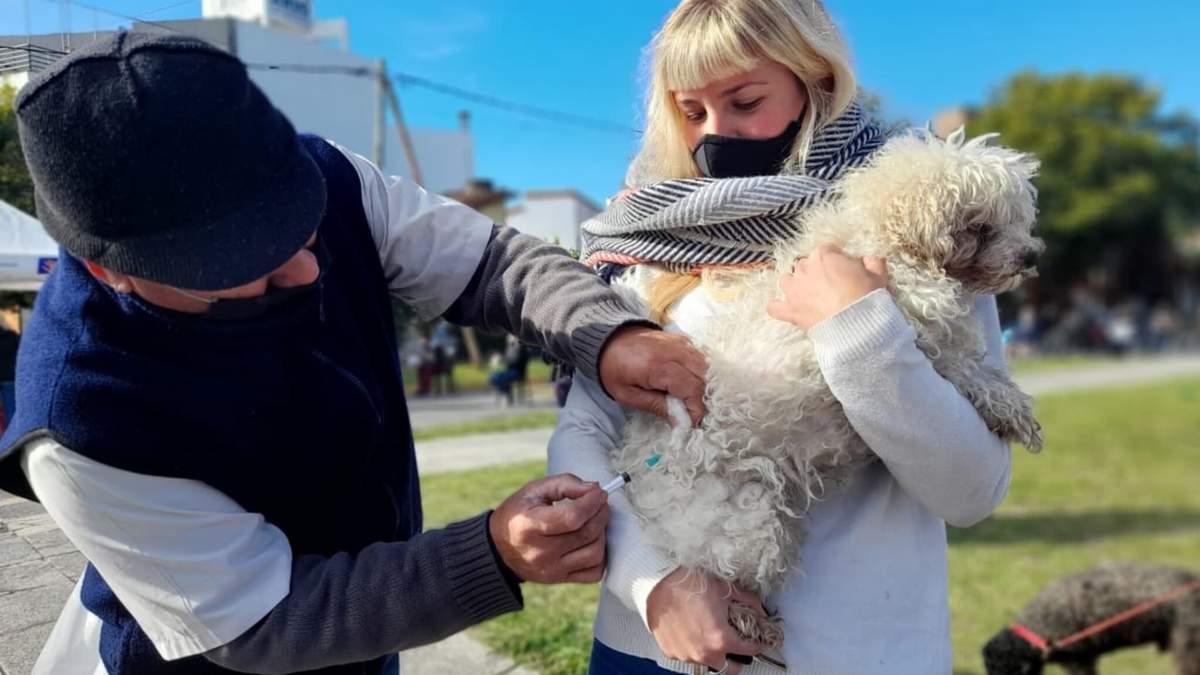 Intervención a un perro. Fuente: (Twitter)