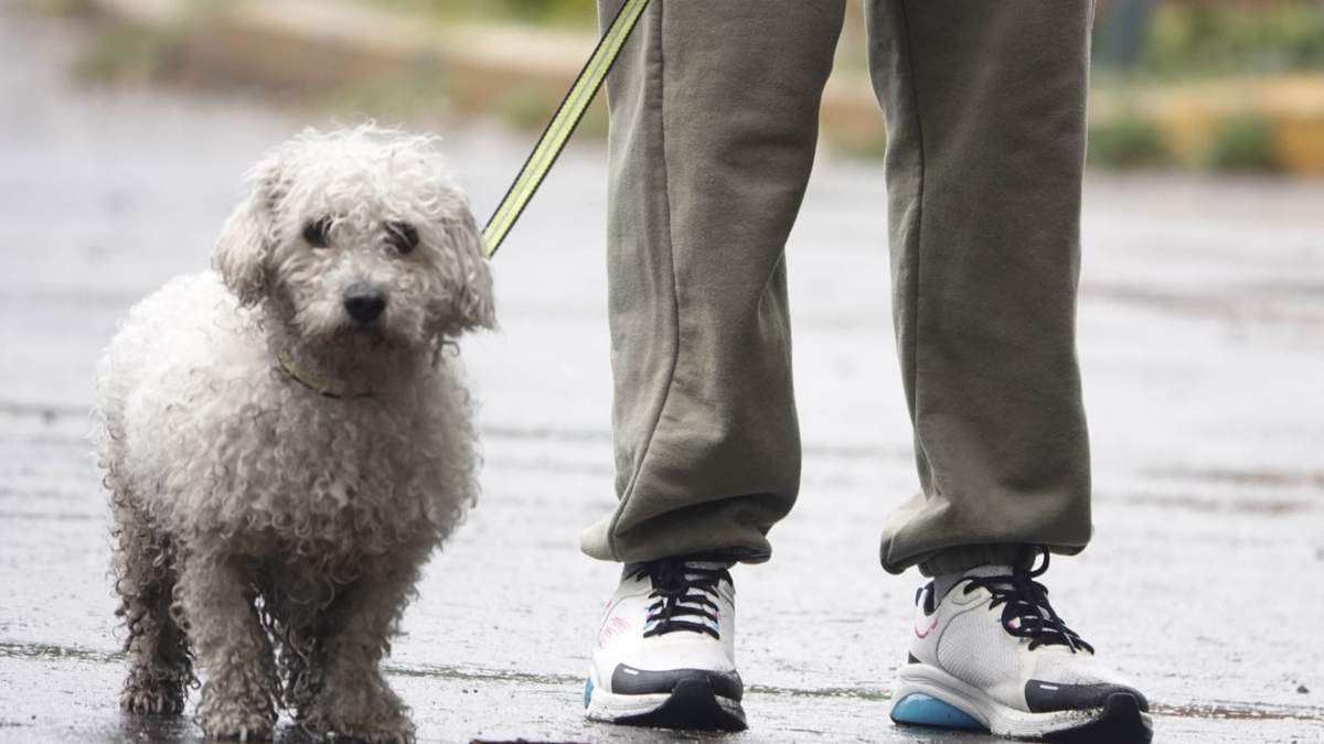 A partir de este lunes 18 de agosto los animales de compañía serán reconocidos como seres sintientes