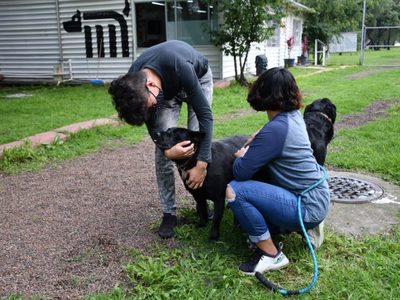 En el Día Mundial del Perro, el Metro tiene a 19 en adopción