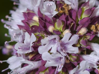 La planta aromática que es súper útil en tu cocina y atrae las abejas a tu jardín
