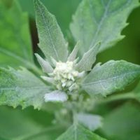 No la arranques: la planta que crece como maleza en tu jardín y que es un superalimento lleno de proteína