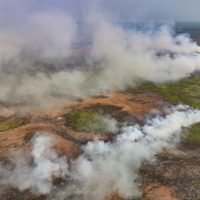 Brasil: Peligra fauna, vegetación y casas por incendios en el mayor humedal del mundo