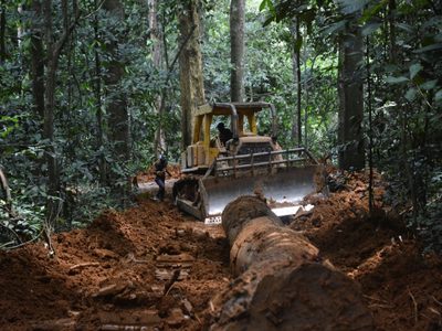 Diez canchas de fútbol por minuto: esa fue la destrucción de los bosques tropicales en 2021