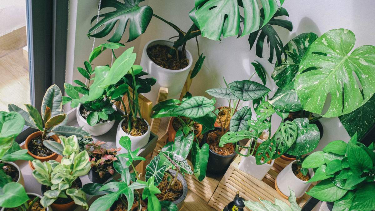 Plantas exóticas. Fuente: (Instagram)