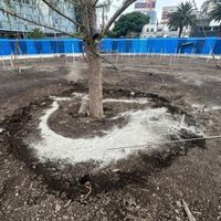 Ahuehuete de Paseo de la Reforma será vigilado por la SSC y el C5: Sheinbaum