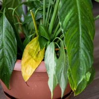 Si las hojas de tus plantas nuevas están amarillas, no te asustes: mirá cómo recuperarlas en 2 pasos