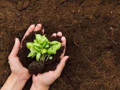 Con pocos ingredientes, la receta mágica de los viveros para que tus plantas crezcan sin parar
