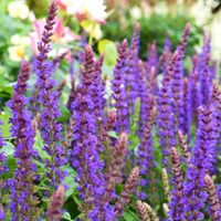 La planta más elegida para decorar jardines en cualquier época del año: fácil de cuidar y con flores hermosas