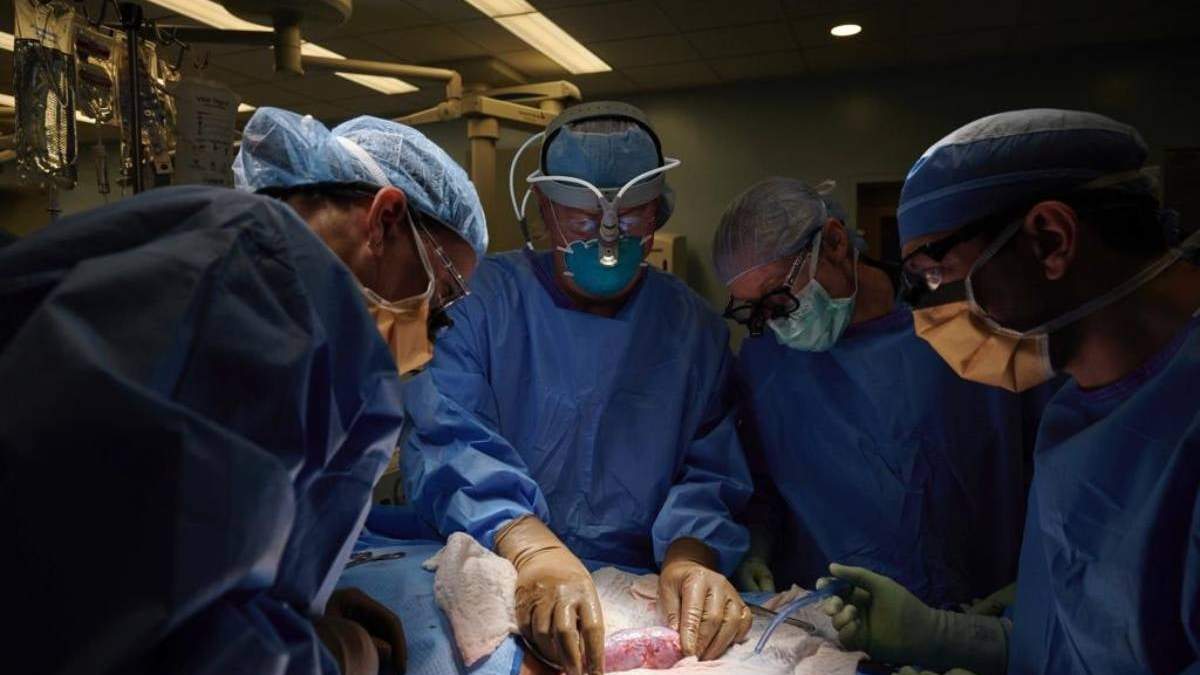 Un equipo quirúrgico del Hospital de Nueva York examina un riñón de cerdo adherido al cuerpo de un receptor fallecido, en una imagen de septiembre pasado