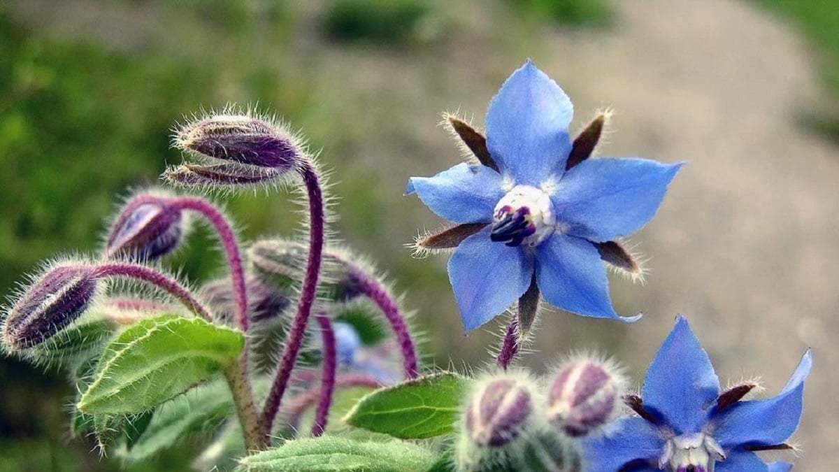 Borraja, una planta medicinal de fácil cuidados. Fuente: (X)