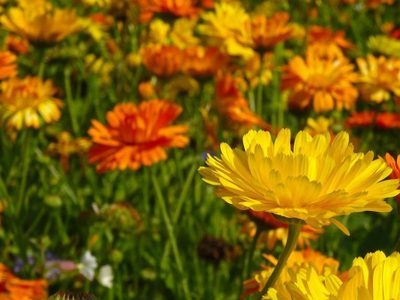 Decile adiós a las plagas: conocé esta resistente planta que además explota de flores en primavera