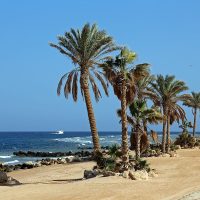 Egipto cerró las playas del mar Rojo tras una serie de ataques de tiburones